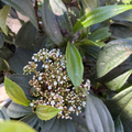 Close-up of a Davidii Viburnum plant with green leaves and small white flowers.