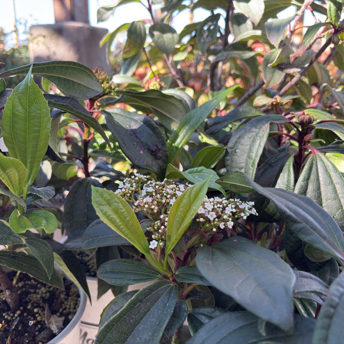 Close-up of a Davidii Viburnum plant with green leaves and small white flowers.