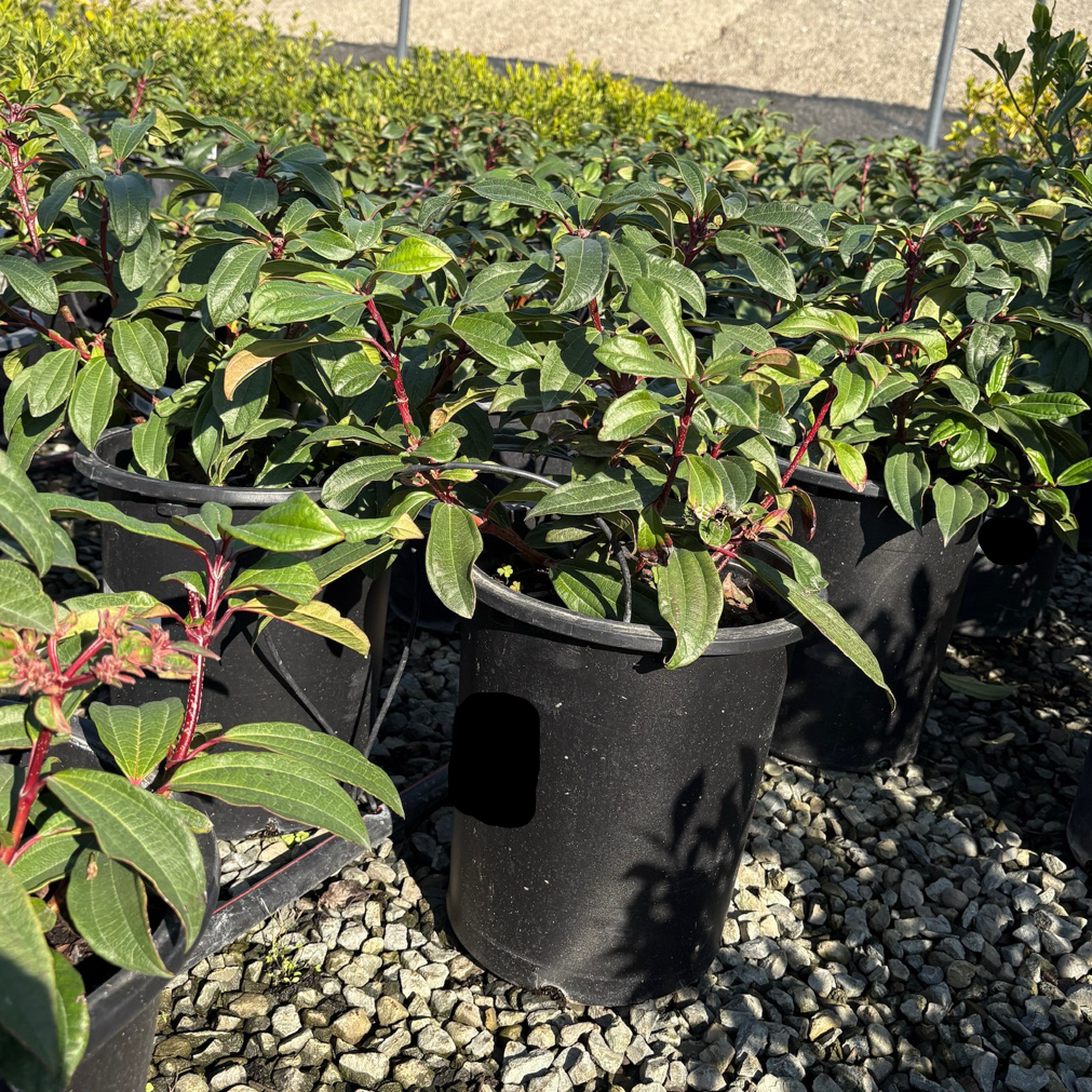 Potted Davidii Viburnum plants with green leaves and red stems on a gravel surface.