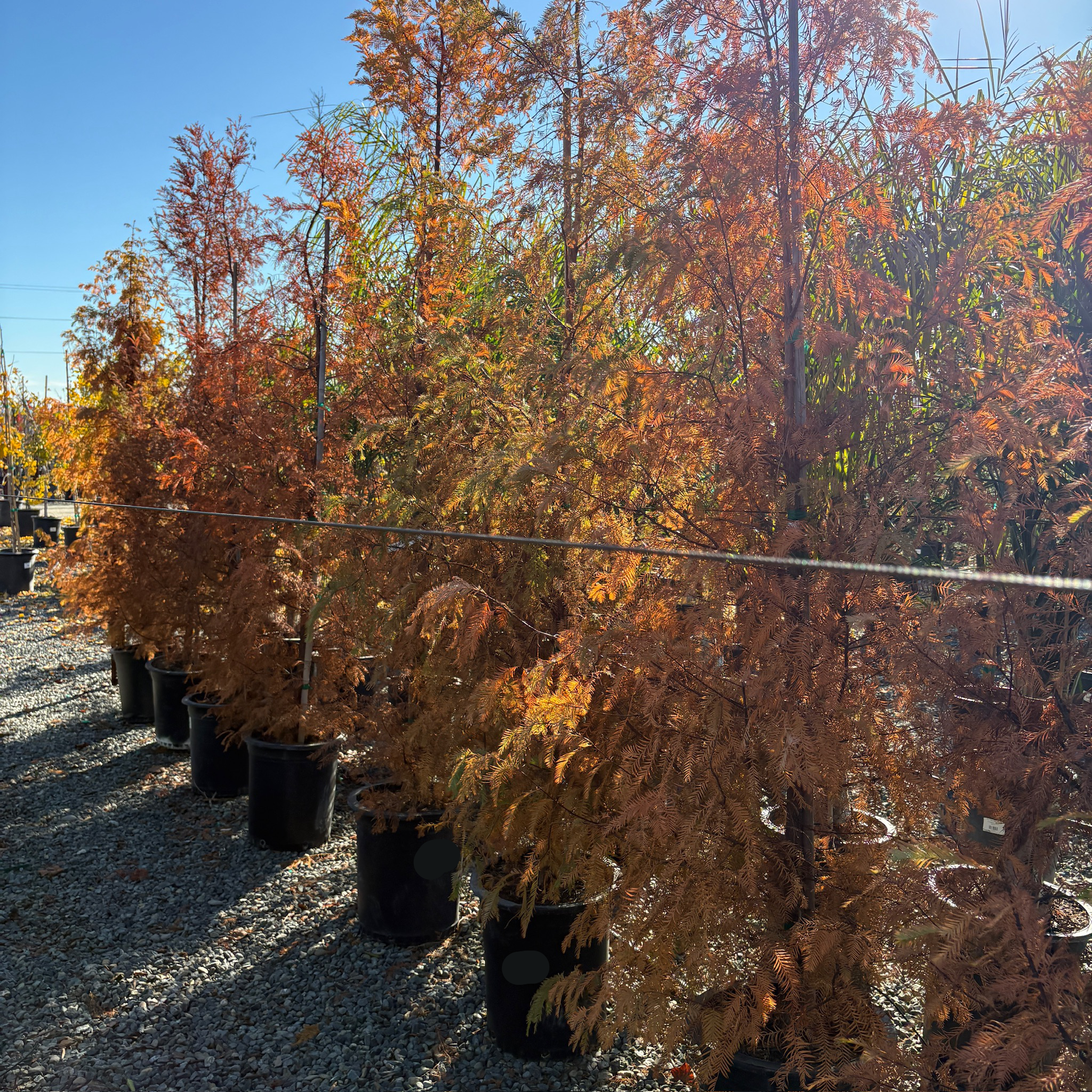 Dawn Redwood