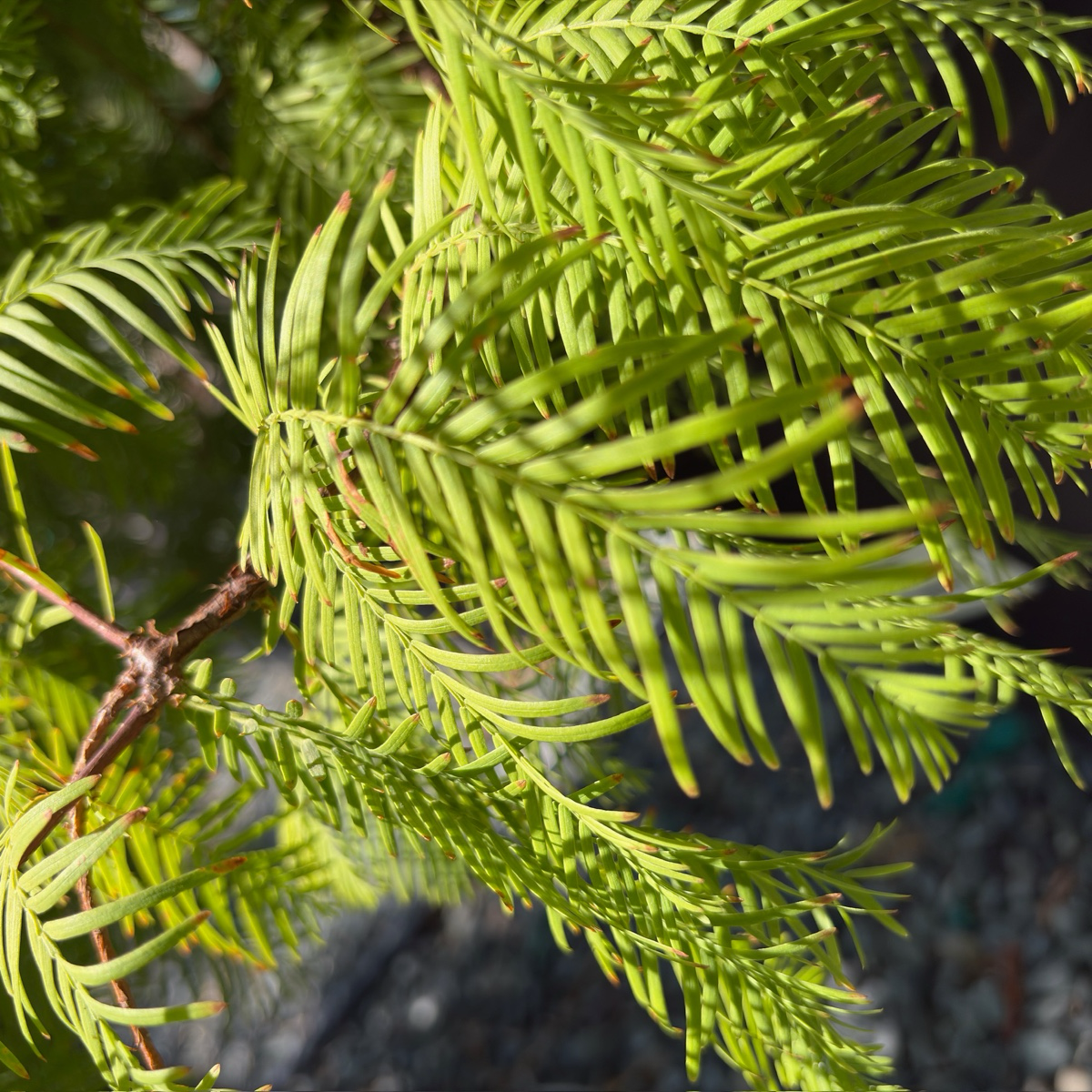 Dawn Redwood