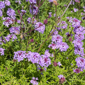 Close-up of De La Mina Cedros Island Verbena purple flowers with green leaves