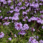 Close-up of De La Mina Cedros Island Verbena purple flowers with green leaves