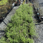 Row of potted De La Mina Cedros Island Verbena plants on a gravel surface