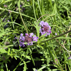 Close-up of De La Mina Cedros Island Verbena purple flowers with green leaves