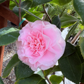 Debutante Camellia