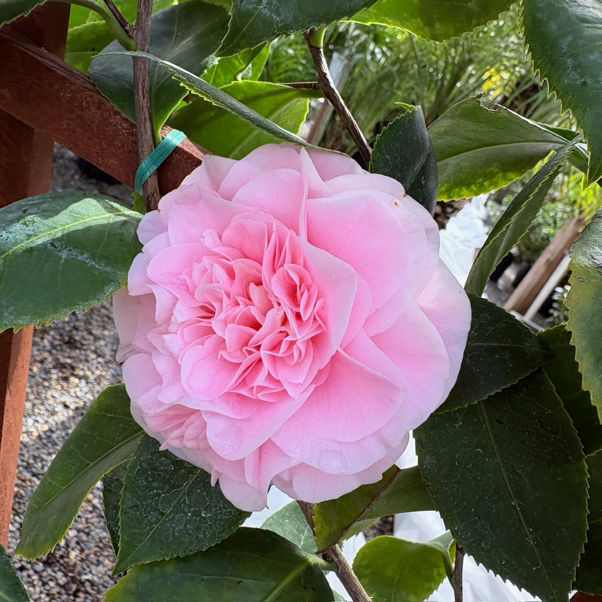Debutante Camellia
