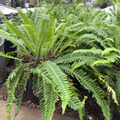 Deer Fern