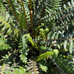 Deer Fern