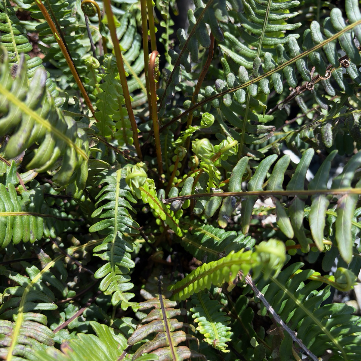 Deer Fern