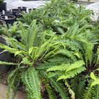Deer Fern