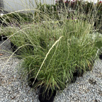 Deer Grass