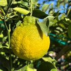 Shiranui Citrus hanging from a Dekopon Mandarin Tree with green leaves