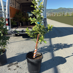 15 gallon potted Dekopon Mandarin Tree in front of a van with plants loaded inside, on a road with mountains in the background.