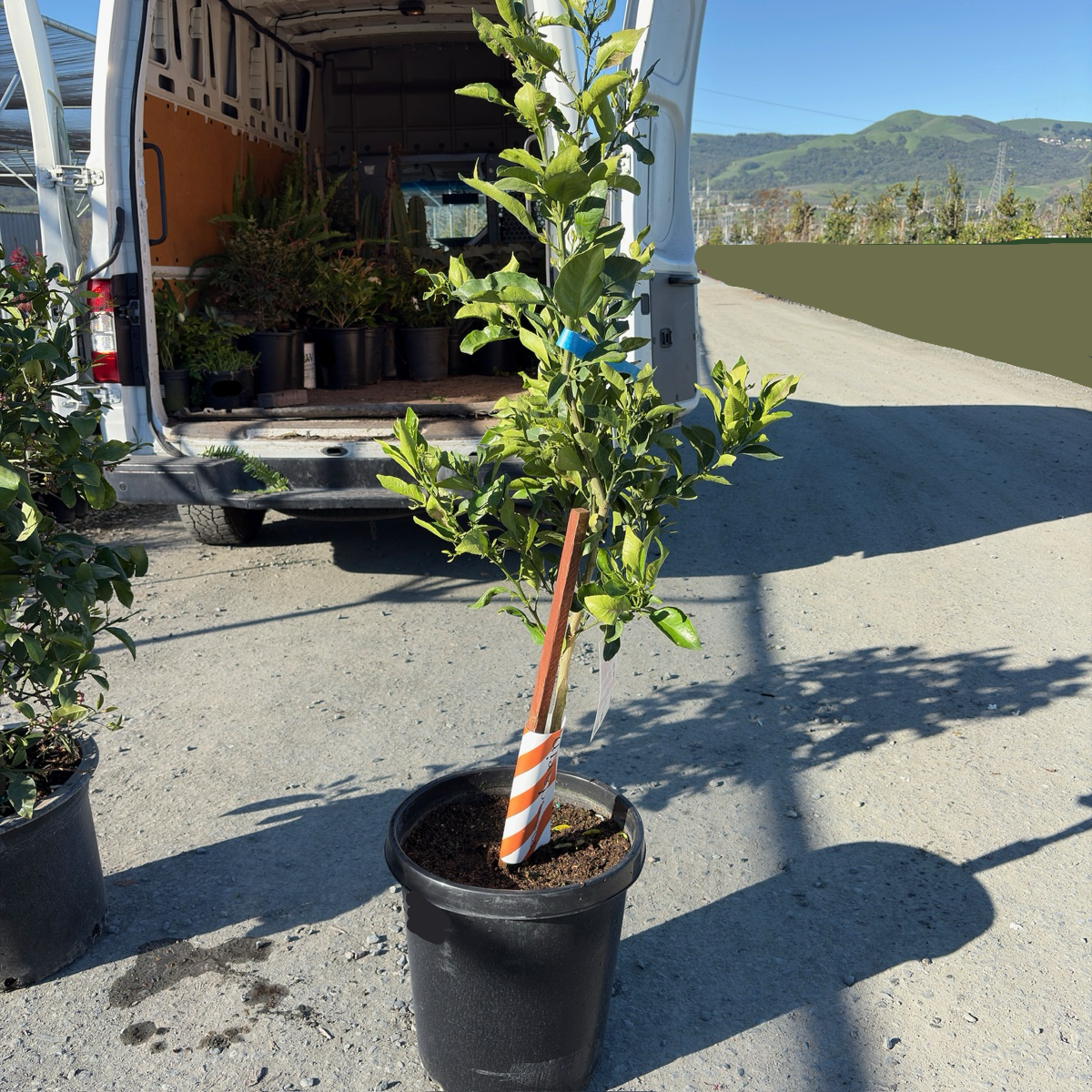 15 gallon potted Dekopon Mandarin Tree in front of a van with plants loaded inside, on a road with mountains in the background.