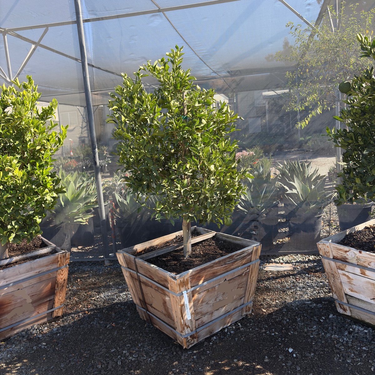 Dekopon Mandarin Tree