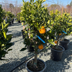 Dekopon Mandarin Tree