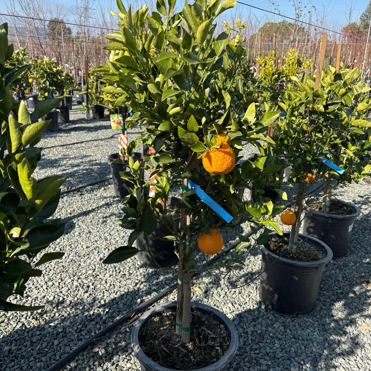 Dekopon Mandarin Tree