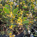 Close-up of Desert Carpet Prostrate Acacia with green leaves and small yellow flowers.