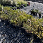 Row of potted Desert Carpet Prostrate Acacia plants on a gravel surface
