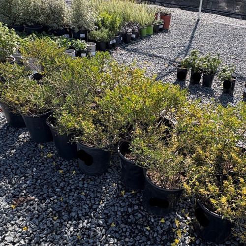 Desert Carpet Prostrate Acacia Groundcover (Acacia redolens