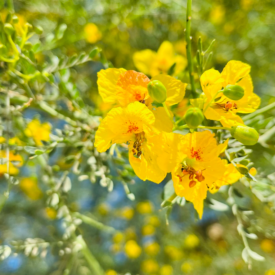 Close-up of yellow flowers with green leaves on Desert Museum Palo Verde
