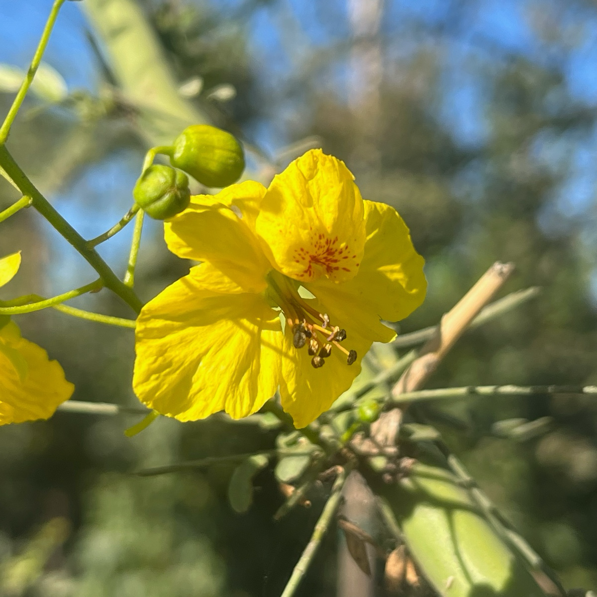 Close-up of a yellow flower with green leaves on Desert Museum Palo Verde