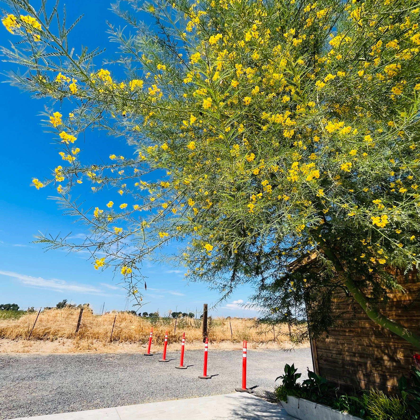 Desert Museum Palo Verde with yellow flowers against a blue sky with construction cones and a building in the foreground.