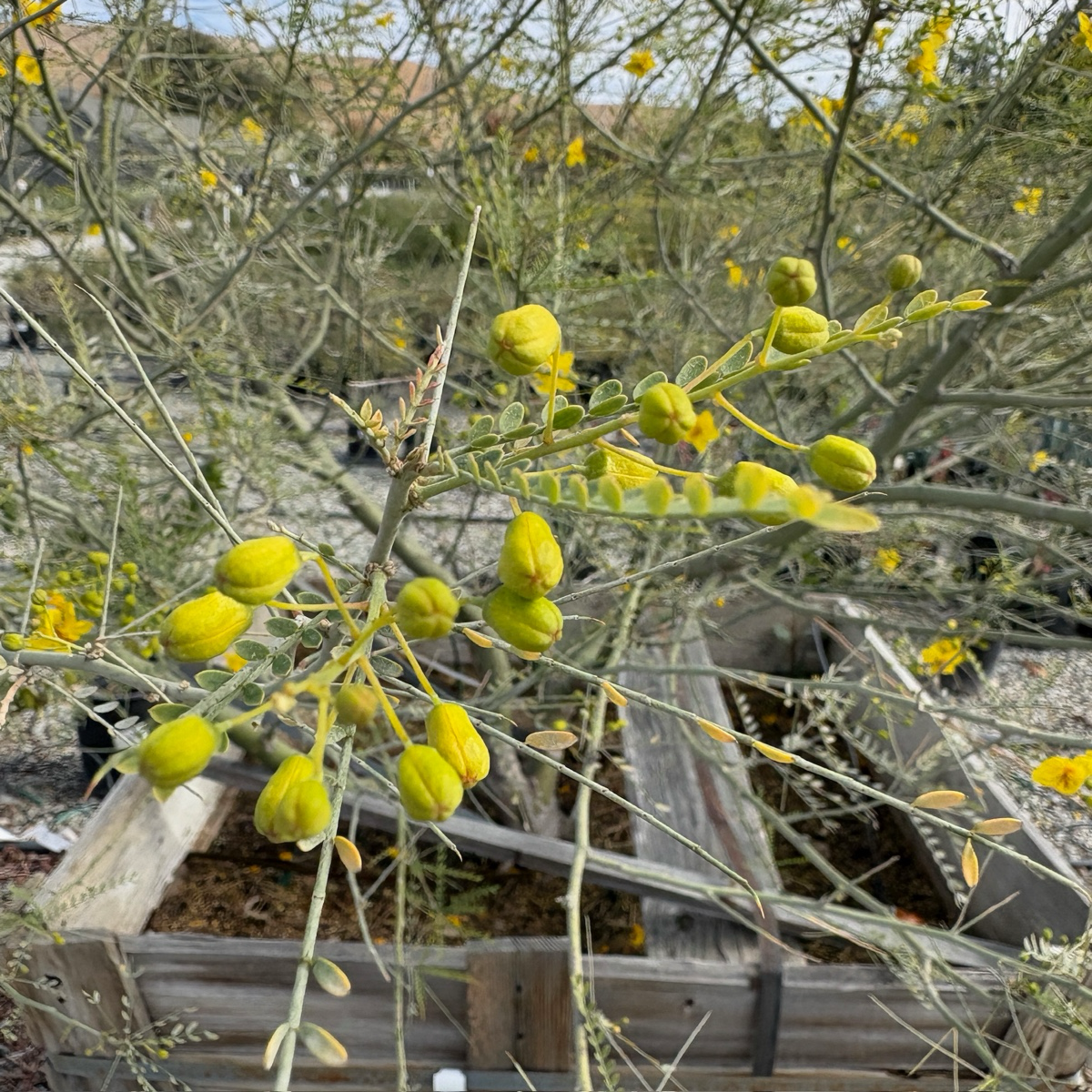 Yellow flowers on Desert Museum Palo Verde with a blurred background
