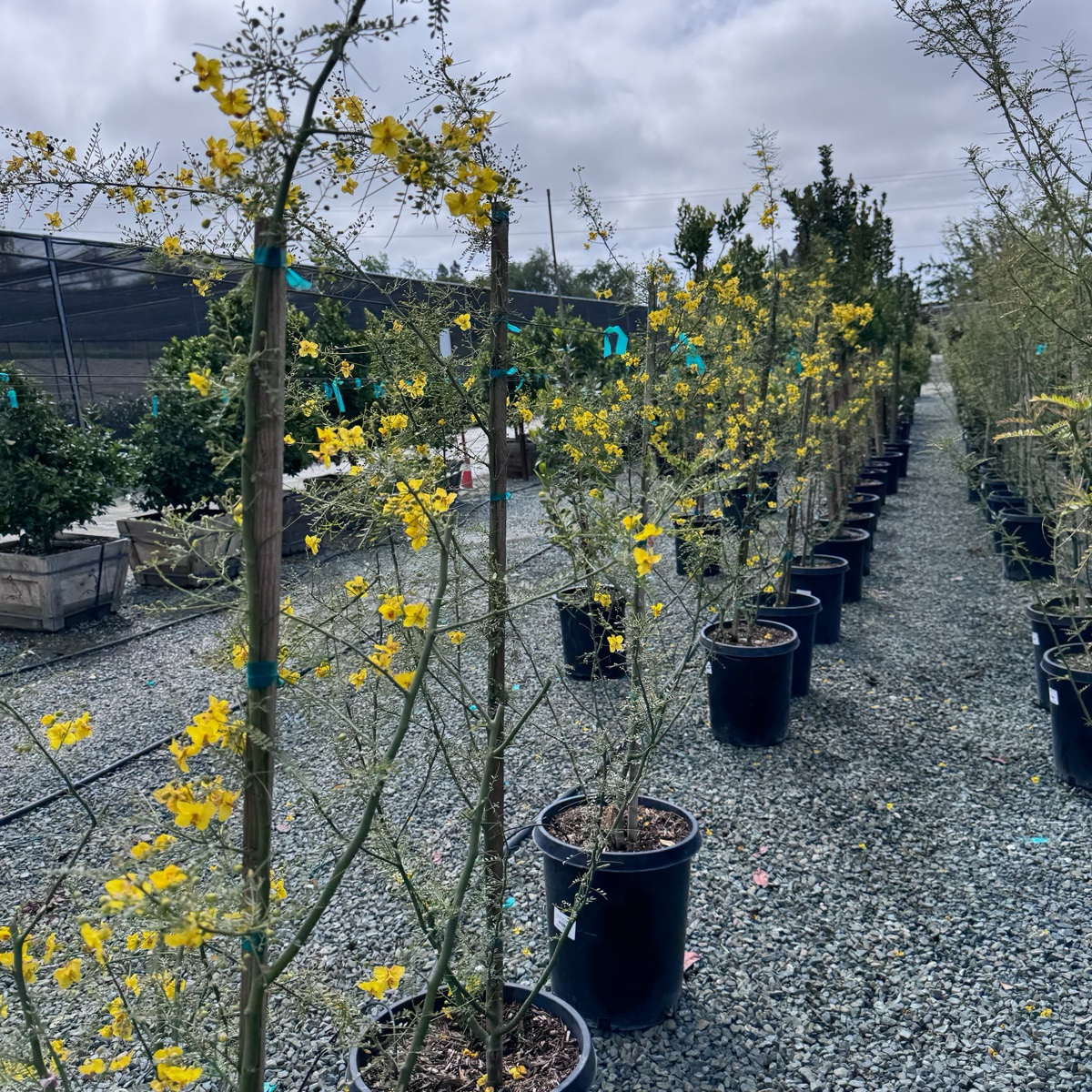 Row of potted Desert Museum Palo Verde with yellow flowers in a nursery setting
