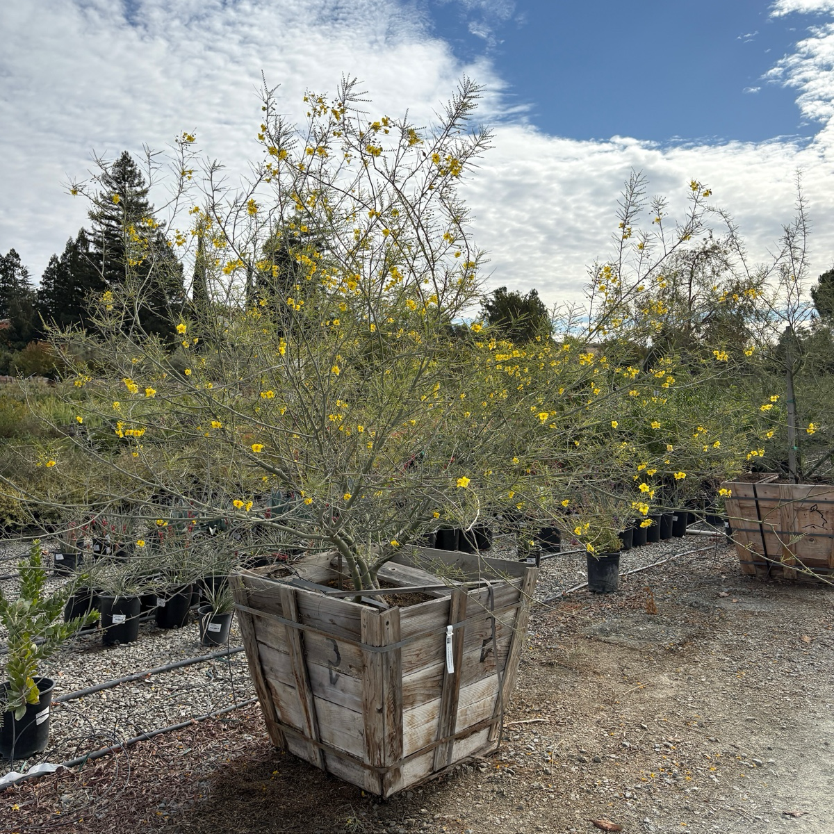 Potted Desert Museum Palo Verde with yellow flowers in a garden setting