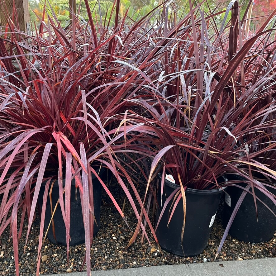 Design-A-Line Cordyline