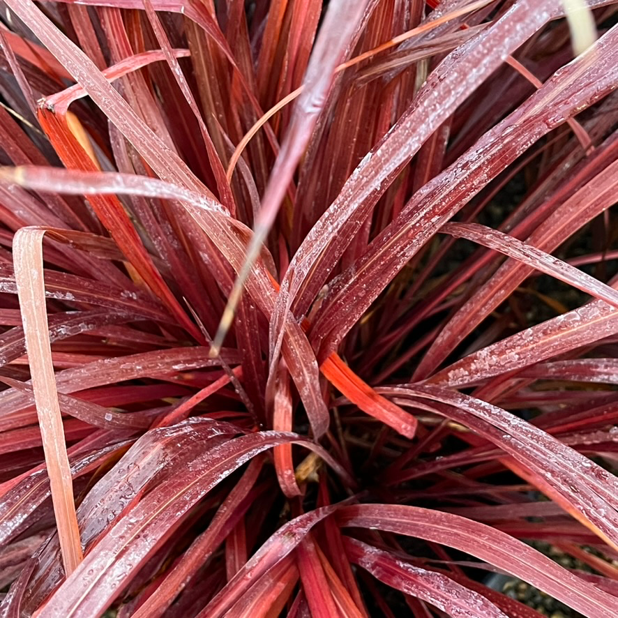 Design-A-Line Cordyline