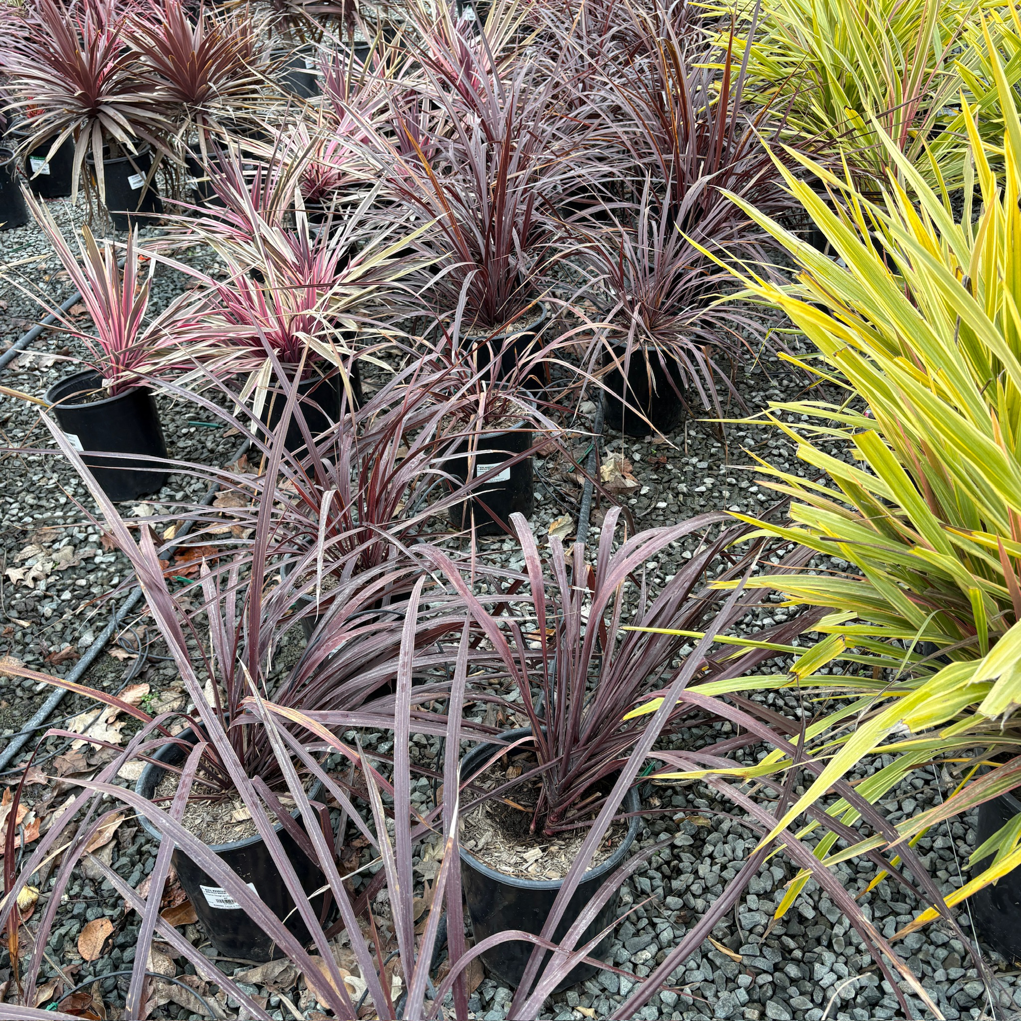 Design-A-Line Cordyline