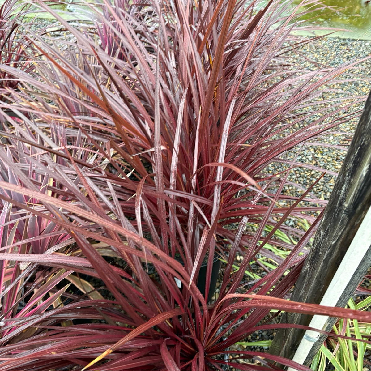 Design-A-Line Cordyline