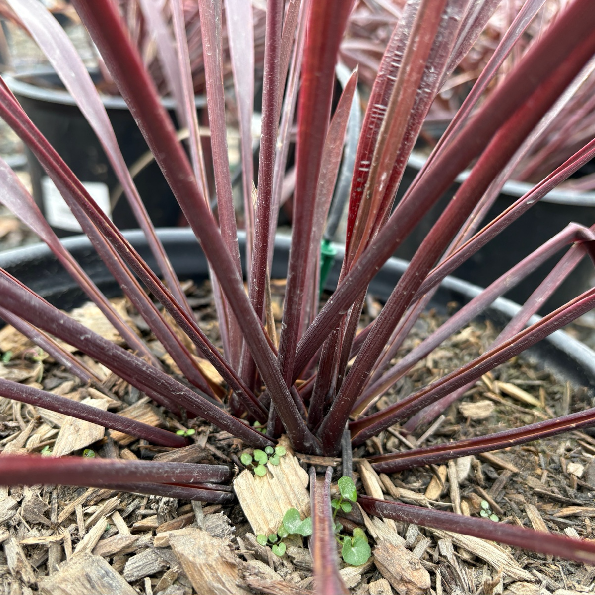 Design-A-Line Cordyline