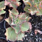 Dick's Pink Echeveria