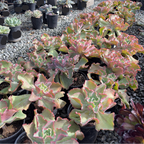 Dick's Pink Echeveria