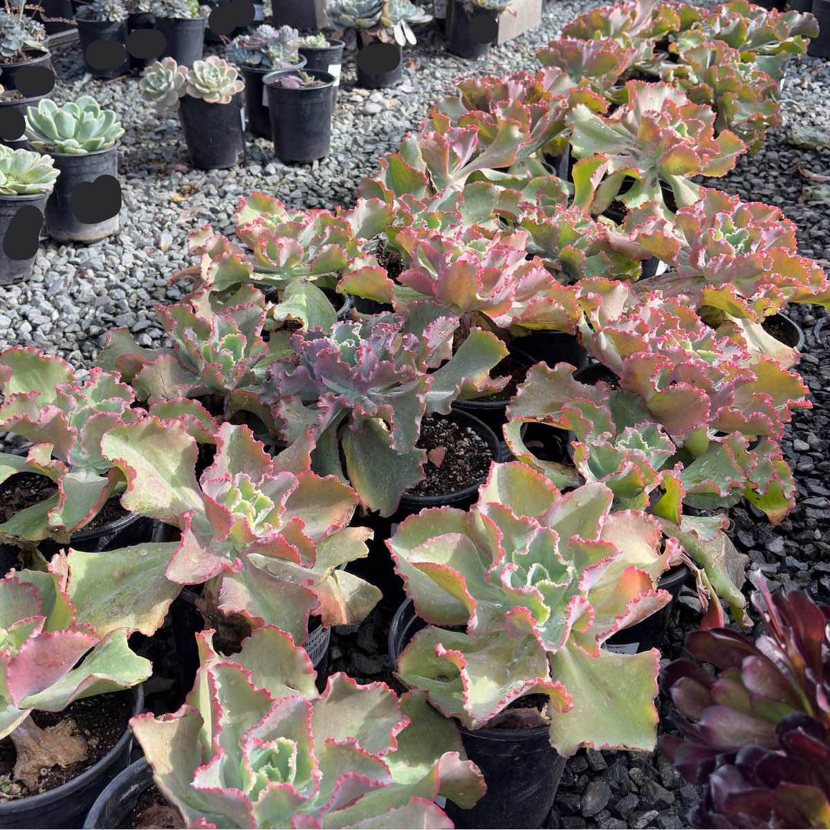 Dick's Pink Echeveria