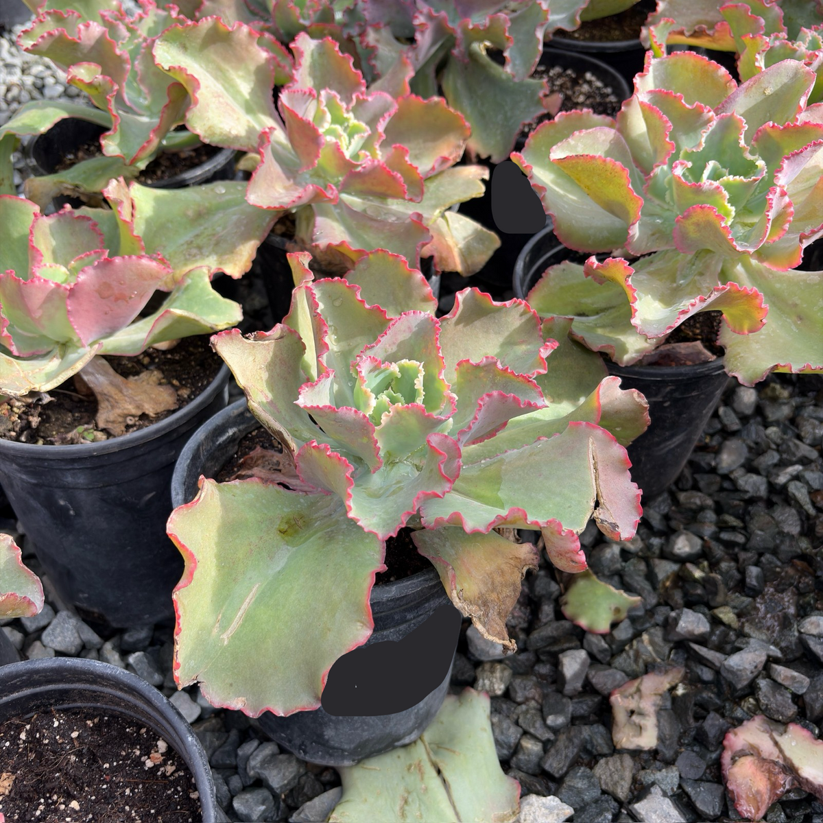 Dick's Pink Echeveria