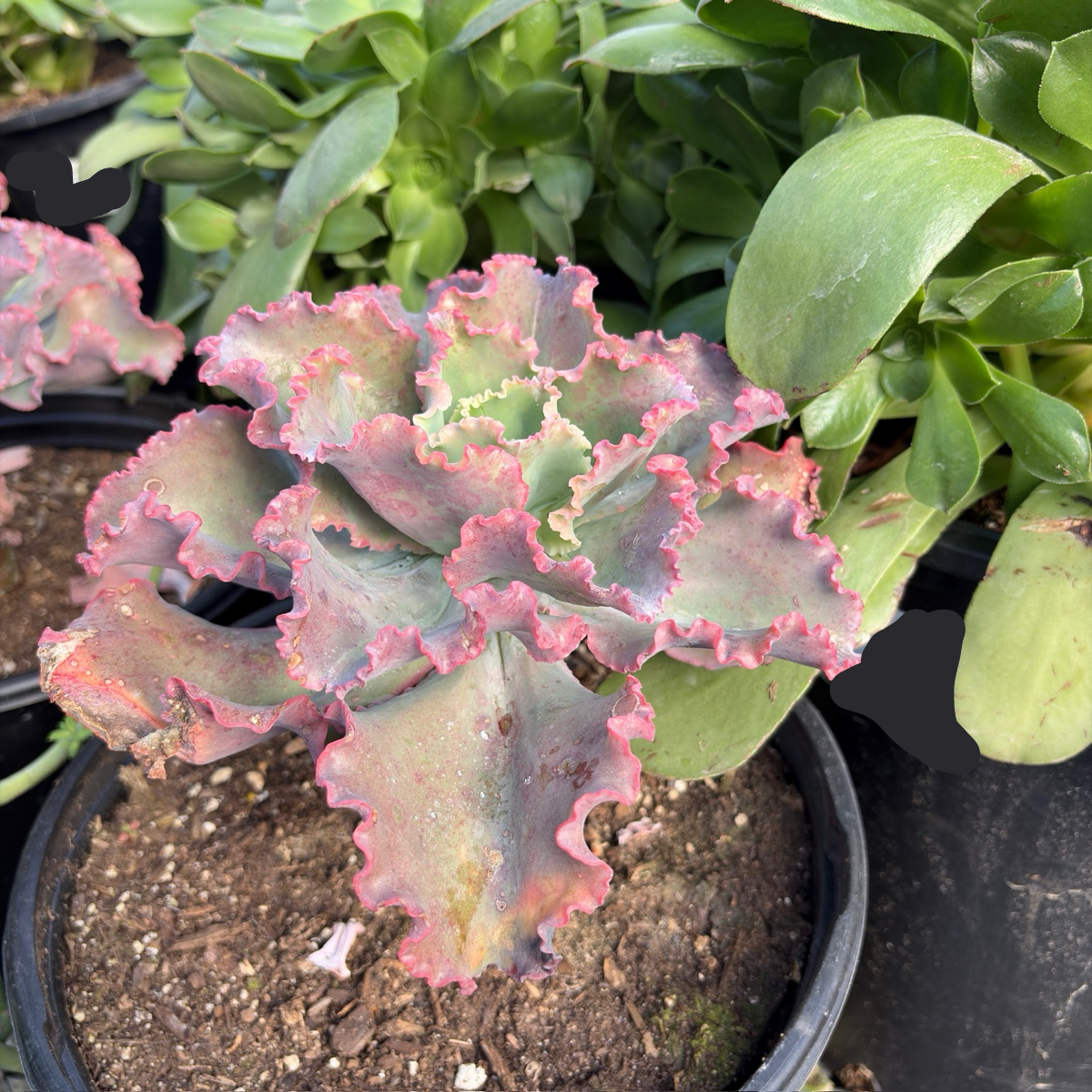 Dick's Pink Echeveria
