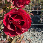 Don Juan Climbing Rose