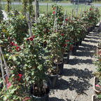 Don Juan Climbing Rose