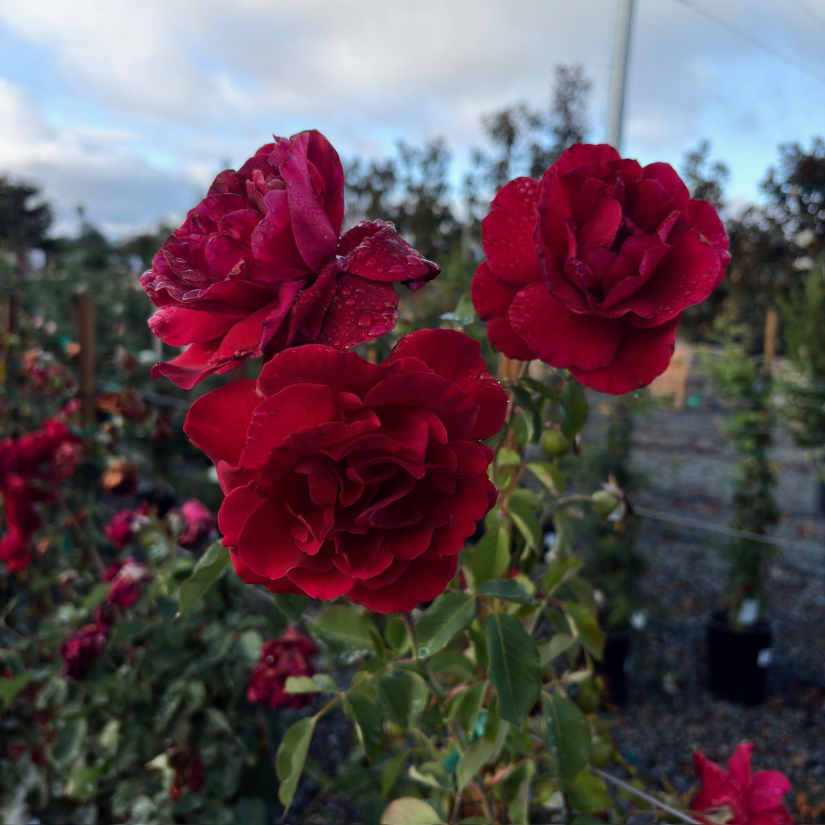 Don Juan Climbing Rose