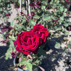 Don Juan Climbing Rose