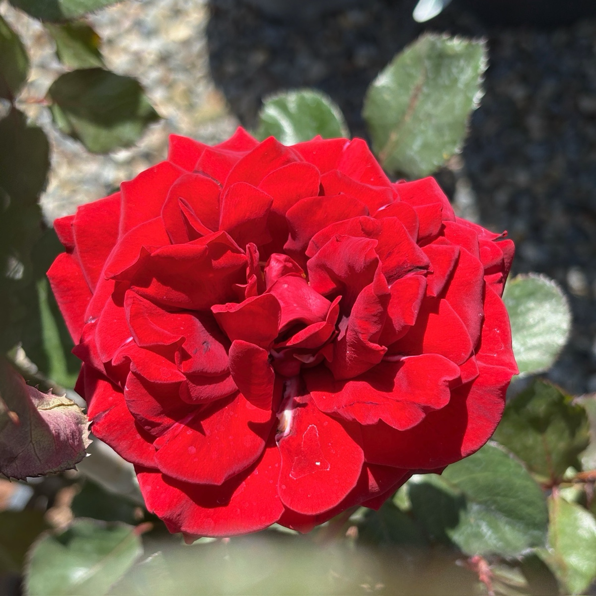 Don Juan Climbing Rose