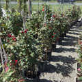 Don Juan Climbing Rose