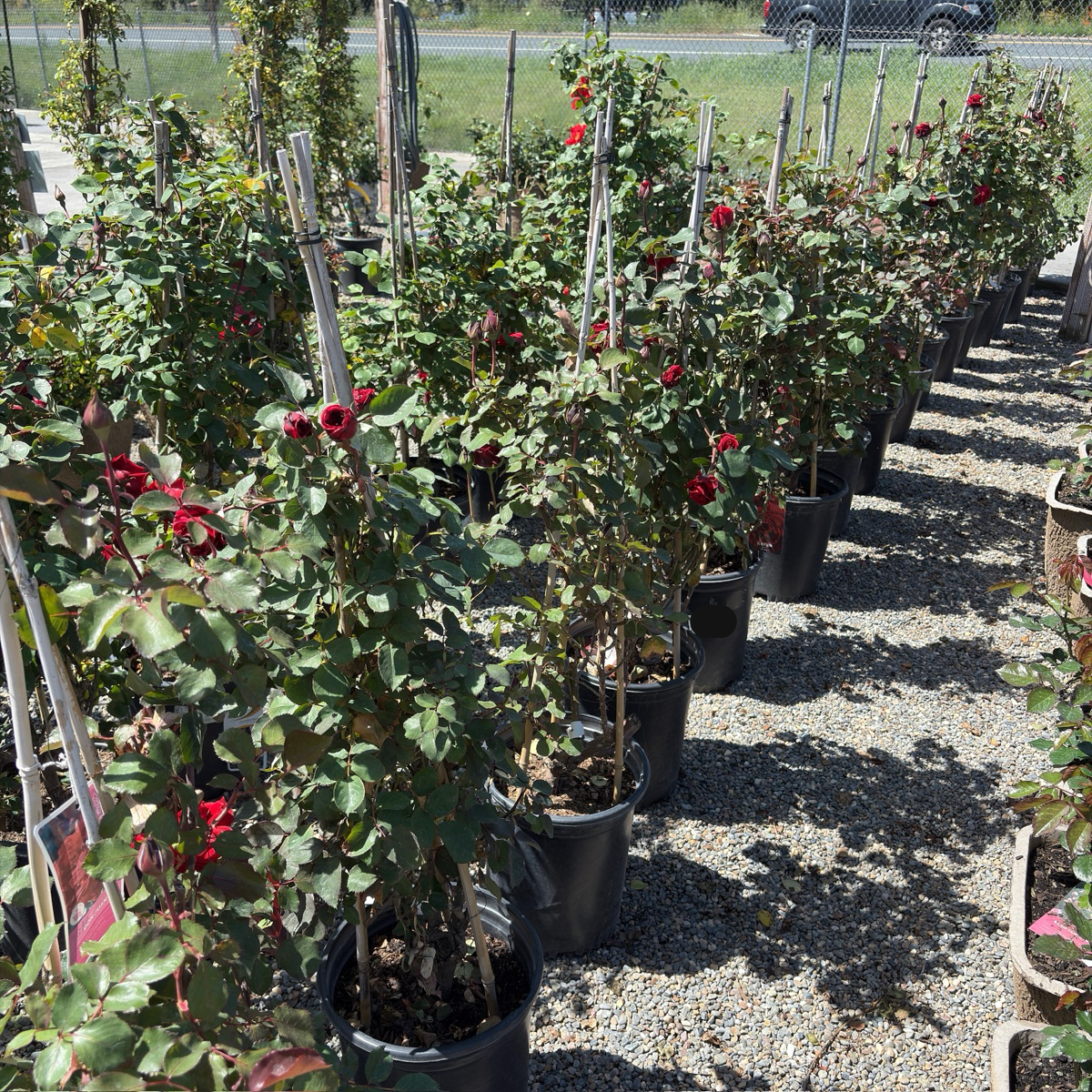 Don Juan Climbing Rose