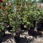 Don Juan Climbing Rose