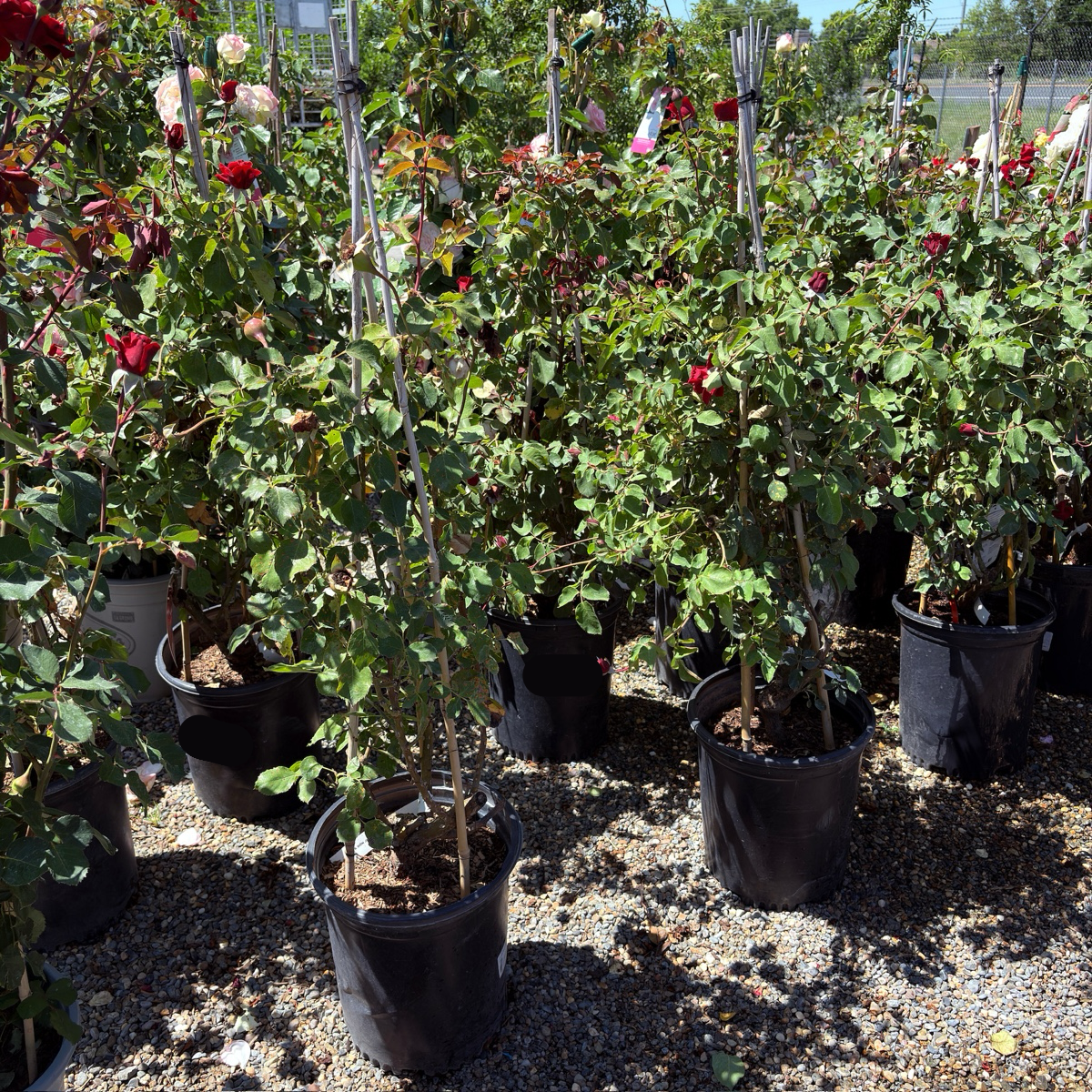 Don Juan Climbing Rose